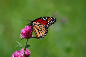 monarch butterfly, butterfly, insect-8137642.jpg