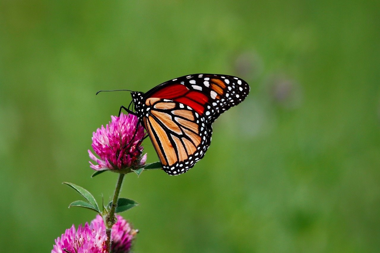 monarch butterfly, butterfly, insect-8137642.jpg