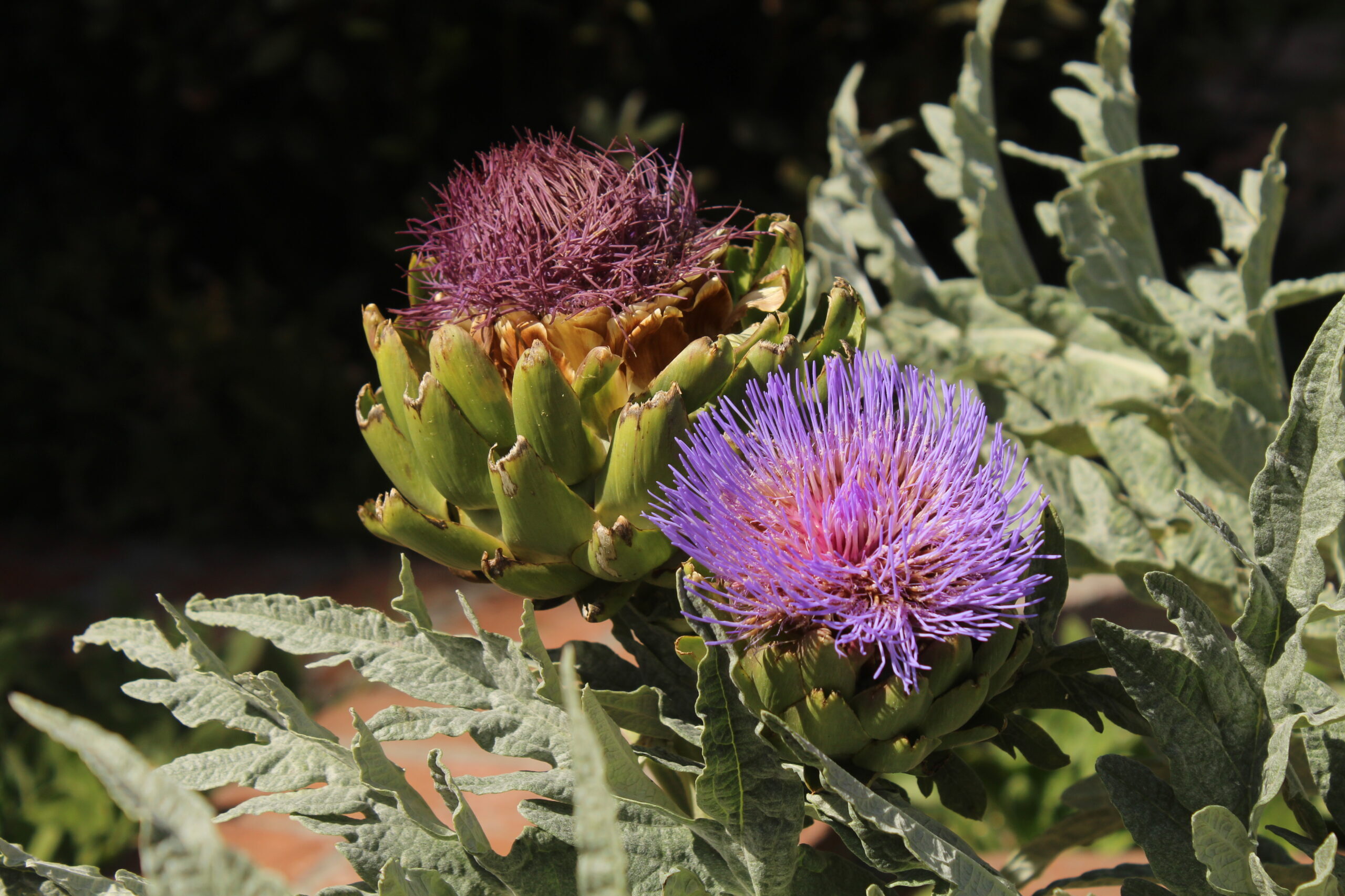 IMG_3718 ASTERACEAE Cynara scolymus (1)