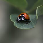 ladybug, beetle, leaf-6324263.jpg